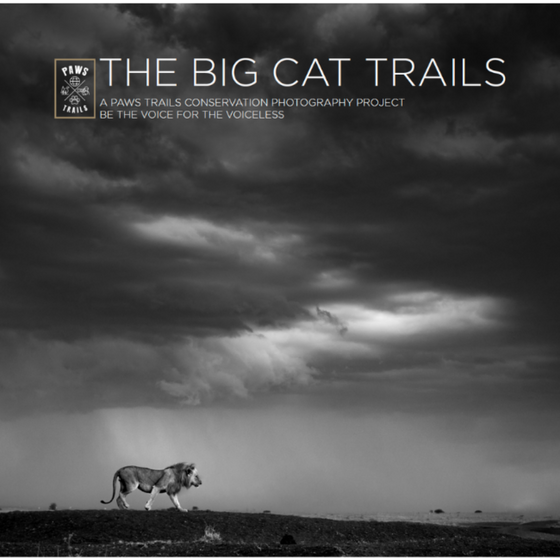 THE BIG CAT TRAILS